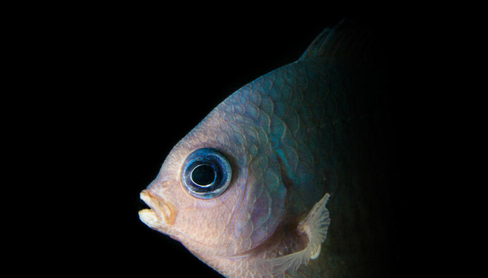 A spiny chromis, one of the fish studied by researchers to assess the affect of ocean acidification on the behaviour of coral reef fish.