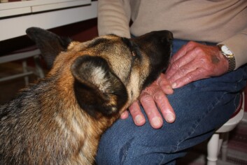Tidligere forskning viser at kontakt med dyr blant annet kan ha en beroligende effekt. Hunden Qlara gjør sitt beste. (Foto: Antrozoologisenteret) Tidligere forskning viser at kontakt med dyr blant annet kan ha en beroligende effekt. Hunden Qlara gjør sitt beste. (Foto: Antrozoologisenteret)