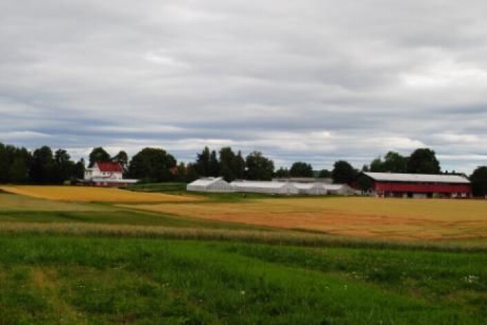 Forskernes beregninger viser at potensialet for utslippsreduksjon kan ligge på opp til 20 prosent ved å innføre visse langsiktige tiltak. Her et bilde fra ulike forsøksjorder på Vollebekk, Ås. (Foto: Kathrine Torday Gulden, Bioforsk) Forskernes beregninger viser at potensialet for utslippsreduksjon kan ligge på opp til 20 prosent ved å innføre visse langsiktige tiltak. Her et bilde fra ulike forsøksjorder på Vollebekk, Ås. (Foto: Kathrine Torday Gulden, Bioforsk)