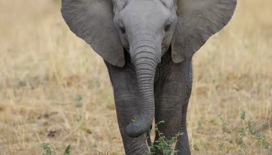 Elefanter kan høre forskjell på folk