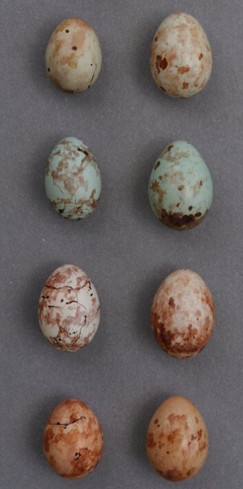 Gjøken er god til å få sine egg (kolonnen til høyre) til å ligne mest mulig på priniaens (til venstre). Men forskjellen mellom de fire variantene er stor, så de individuelle gjøkene har fortsatt dårlige odds for å lykkes. (Foto: Claire Spottiswoode) Gjøken er god til å få sine egg (kolonnen til høyre) til å ligne mest mulig på priniaens (til venstre). Men forskjellen mellom de fire variantene er stor, så de individuelle gjøkene har fortsatt dårlige odds for å lykkes. (Foto: Claire Spottiswoode)