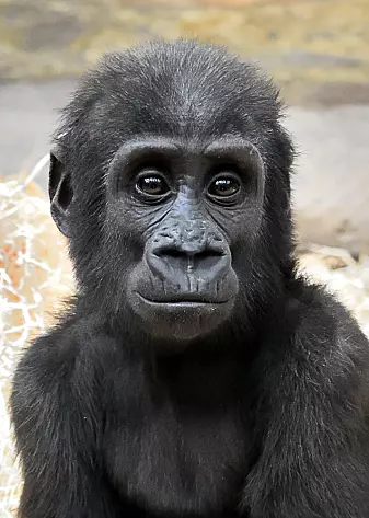Denne gorilla-ungen har helt brune øyne. Også øyeeplene er brune.