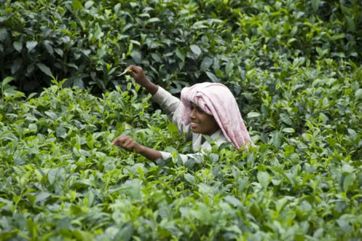 En ung tamilsk kvinne plukker te i Sri Lanka. Teplanter blir ofte sprøytet med plantevernmidler som dreper insekter og andre skadedyr. I Anuradhapura-distriktet sprøyter bøndene ofte en gang i uken, forteller Flemming Konradsen, fordi det er dette som blir anbefalt av produsentene. (Foto: Colourbox)