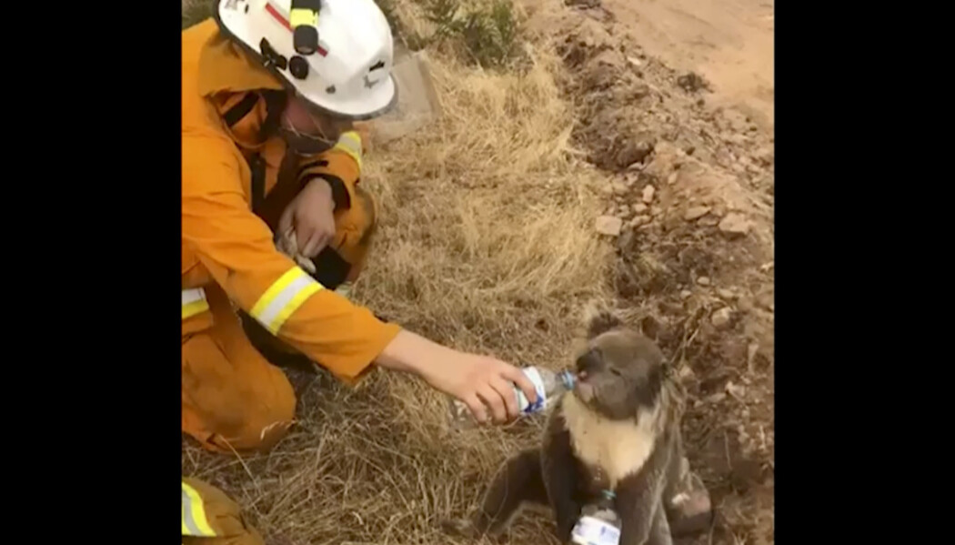 En skogbrannrammet koala i Australia får vann på flaske fra en brannmann i Cudlee Creek sør i landet. Landets koalapopulasjon er sterkt truet av de hissige skogbrannene, og flere tar nå til orde for å flytte koalaene til nabolandet New Zealand. En skogbrannrammet koala i Australia får vann på flaske fra en brannmann i Cudlee Creek sør i landet. Landets koalapopulasjon er sterkt truet av de hissige skogbrannene, og flere tar nå til orde for å flytte koalaene til nabolandet New Zealand.