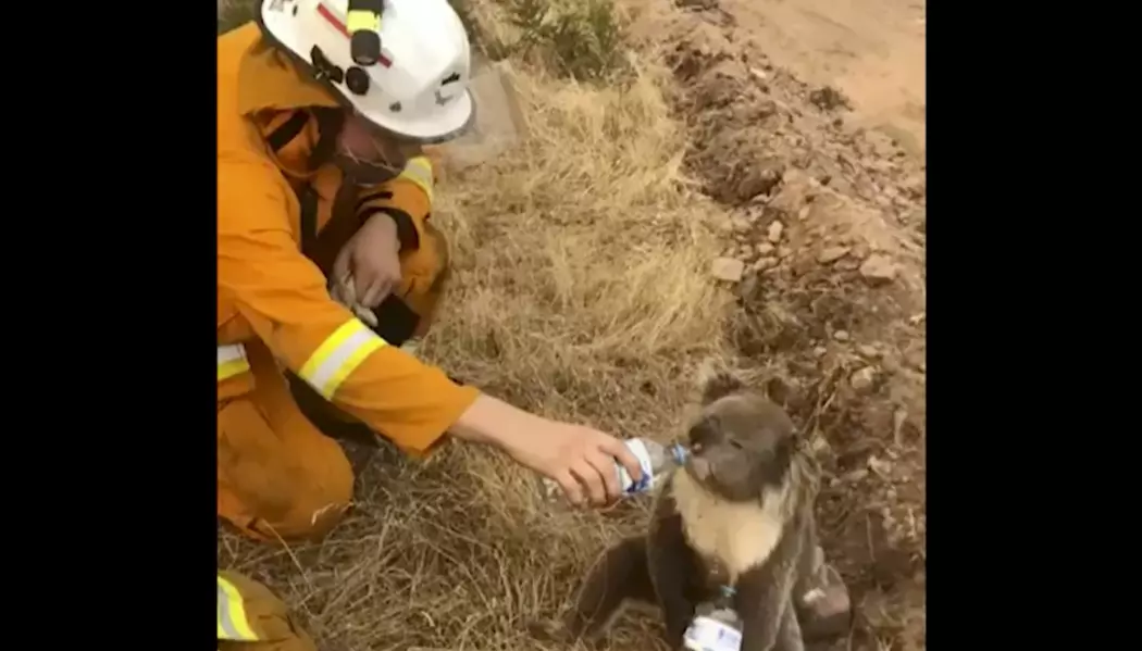 En skogbrannrammet koala i Australia får vann på flaske fra en brannmann i Cudlee Creek sør i landet. Landets koalapopulasjon er sterkt truet av de hissige skogbrannene, og flere tar nå til orde for å flytte koalaene til nabolandet New Zealand.