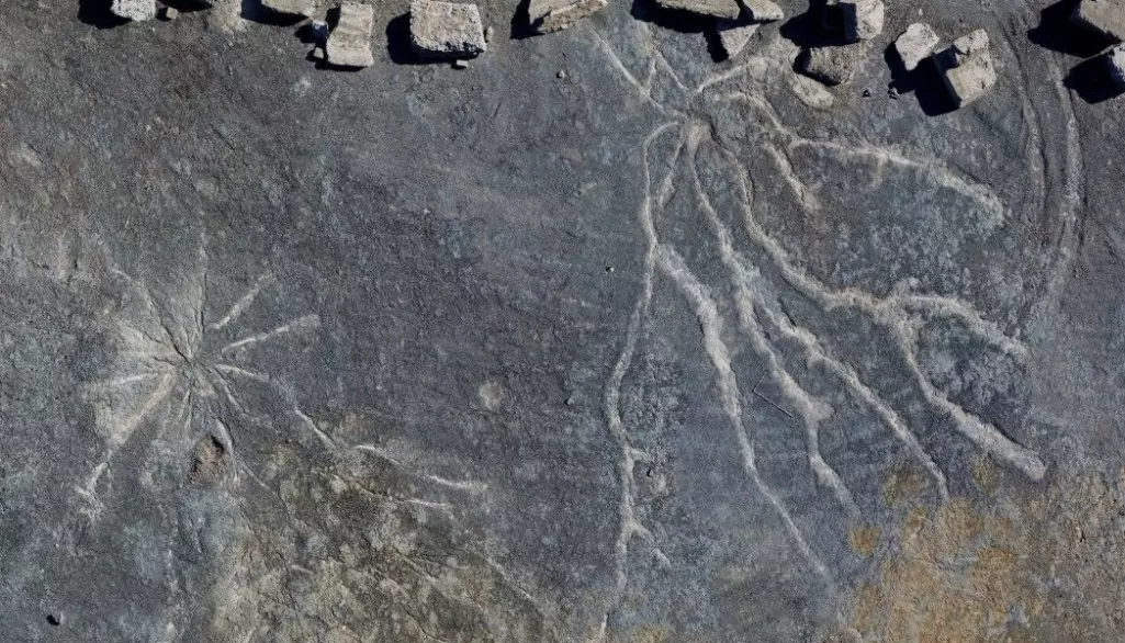 Dette er avtrykk etter røtter fra trær som levde for hele 385 millioner år siden.