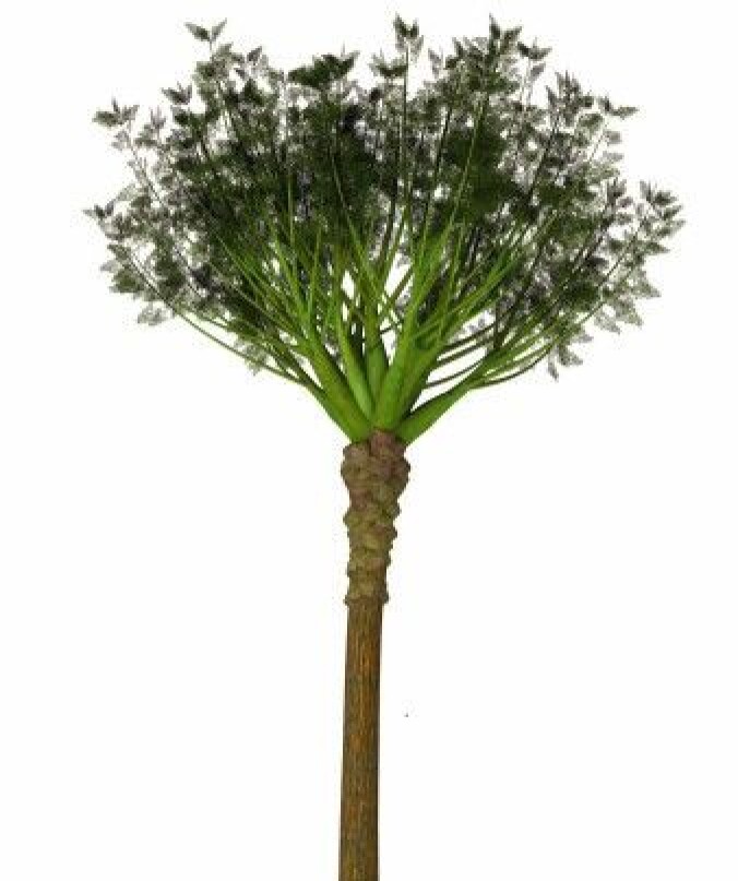 "Eospermatopteris" hadde naken stamme med greiner på toppen. Den kan se litt ut som en palme. "Eospermatopteris" hadde naken stamme med greiner på toppen. Den kan se litt ut som en palme.