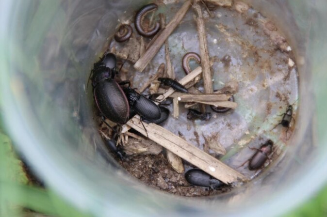 Insekter og smådyr i en felle som har stått en natt på et av Søren Ilsøes jorder. Insekter og smådyr i en felle som har stått en natt på et av Søren Ilsøes jorder.