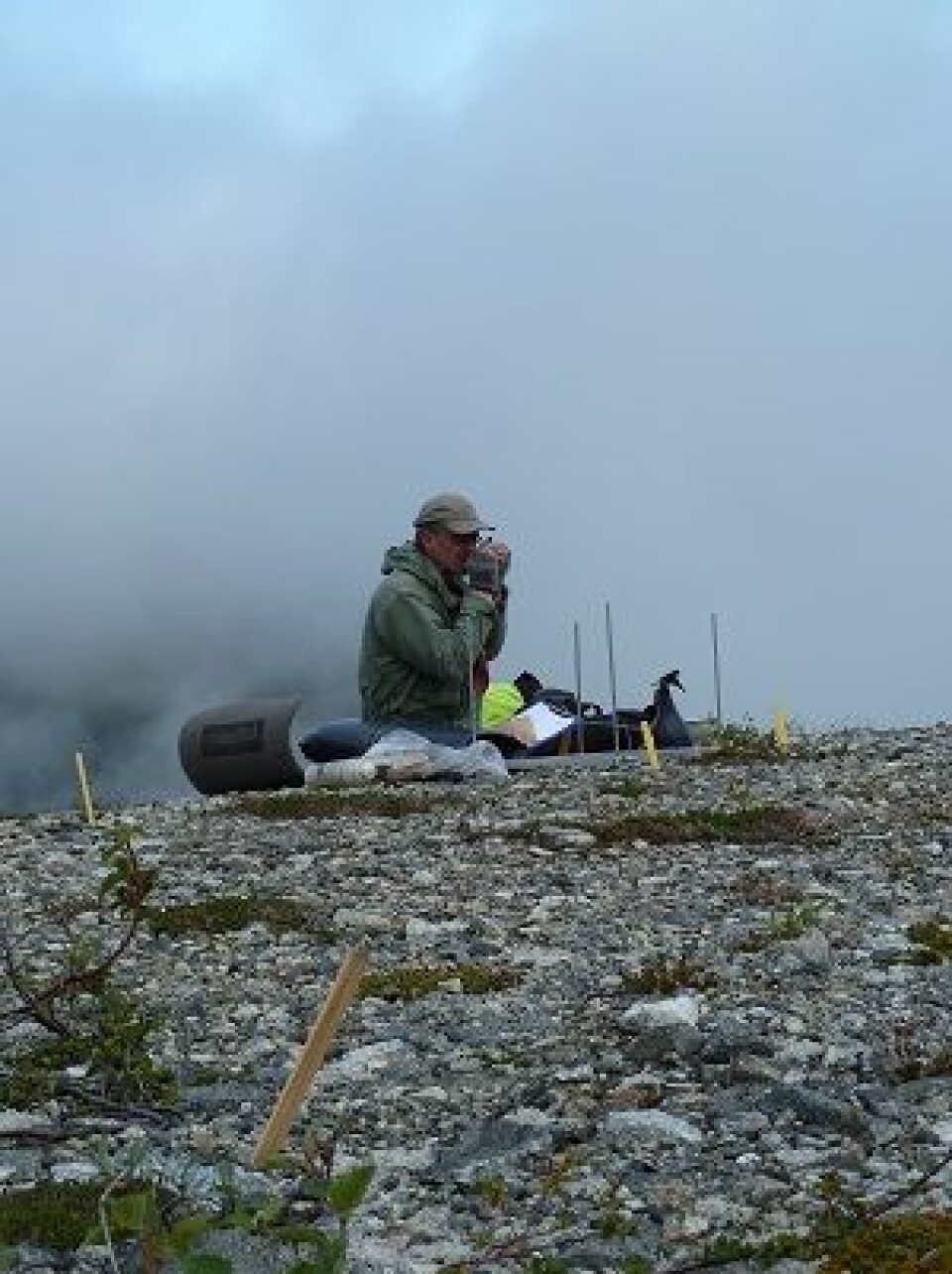 I tidsrommet 2008–2010 ble vegetasjonssammensetningen på 19 steintipper og omgivelsene til disse undersøkt. Alle steintippene ligger på Vestlandet. (Foto: Knut Rydgren)