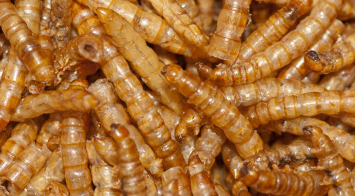 Kan insekter brukes som mat og fôr?