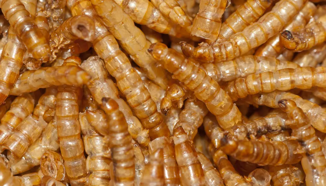 Larver av melbille kan bli proteinrik føde for både mennesker og dyr. Larver av melbille kan bli proteinrik føde for både mennesker og dyr.