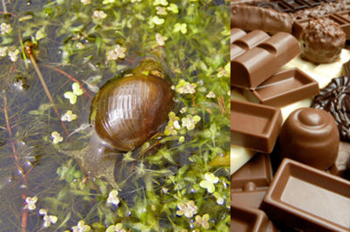 Stor damsnegl (bildet) blir smartere med sjokolade. (Foto: Wikipedia Commons/iStockphoto.com) Stor damsnegl (bildet) blir smartere med sjokolade. (Foto: Wikipedia Commons/iStockphoto.com)
