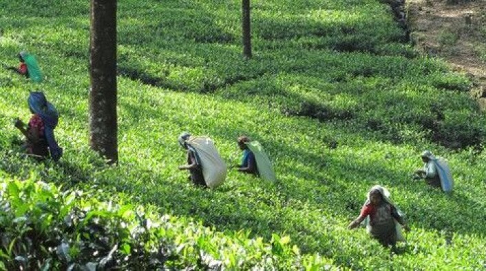 Teplukkere i Sri Lanka. (Foto: Colourbox) Teplukkere i Sri Lanka. (Foto: Colourbox)