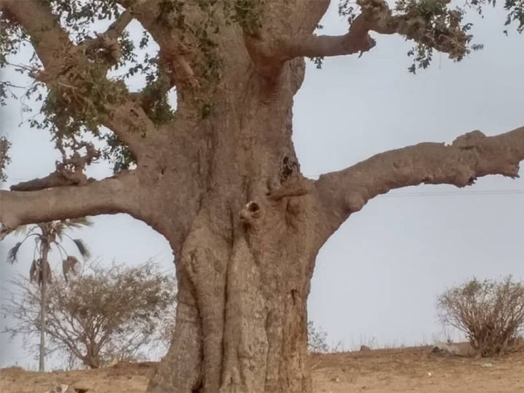 Borken på Ficus platyphylla vert brukt mot ei rekkje plager. Borken på Ficus platyphylla vert brukt mot ei rekkje plager.