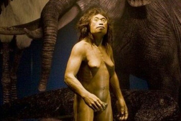Denne rekonstruksjonen av Homo floresiensis står på naturhistorisk museum i Tokyo. (Foto: National Museum of Nature and Science, Tokyo)