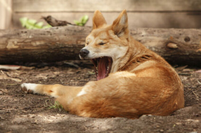 Dingo - ligner på indiske hunder i det ytre, men genstudier viser at den er mer i slekt med hunder fra andre deler av Asia. (Foto: iStockphoto) Dingo - ligner på indiske hunder i det ytre, men genstudier viser at den er mer i slekt med hunder fra andre deler av Asia. (Foto: iStockphoto)