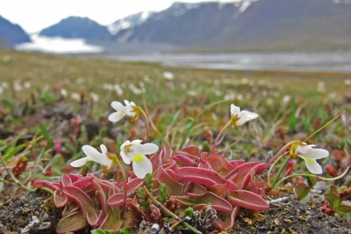 Fjelltettegraset blei funne i eit sjeldant frodig område i Ringhorndalen på Svalbard. (Foto: Anna Vader)