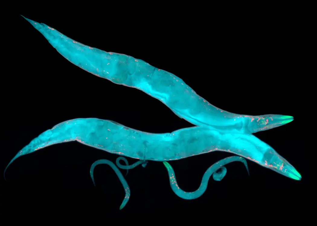 To eksemplarer av rundormen C. elegans To eksemplarer av rundormen C. elegans