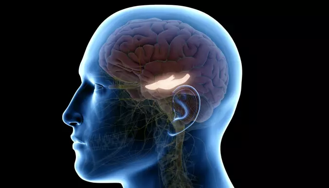 Den biten av hjernen som lyser kalles for hippocampus. Det betyr sjøhest. Der setter hjernen sammen minnene våre.
