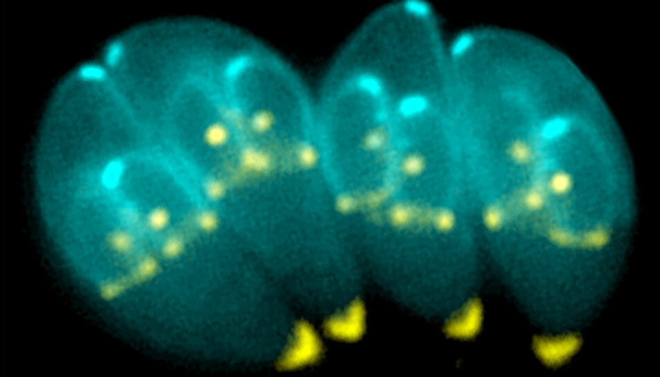 Et mikroskopbilde av T.gondii mens den er på vei til å dele seg. Parasitten er en encellet organisme som kan påvirke atferden hos mus.