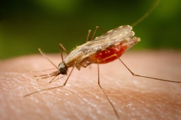Malariamygg. (Foto: James Gathany, CDC) Malariamygg. (Foto: James Gathany, CDC)