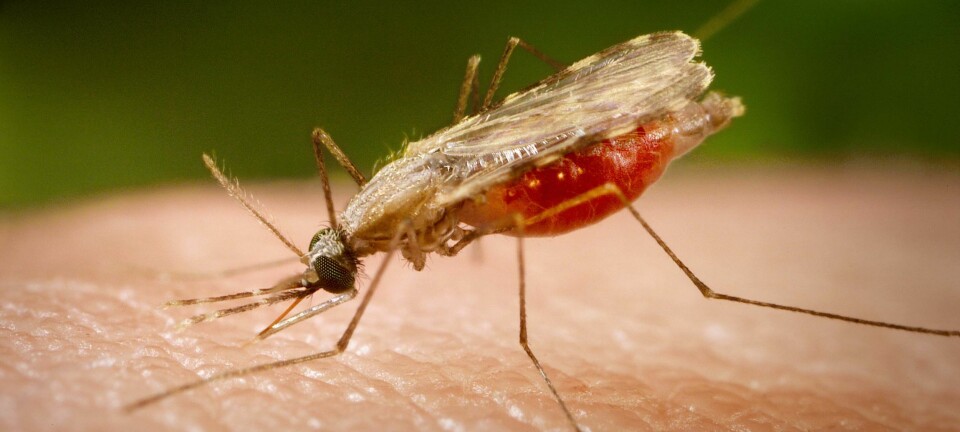 Malariamygg. (Foto: James Gathany, CDC)