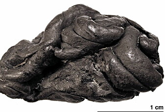 Dette er tyggisen til ei jente som levde for flere tusen år siden