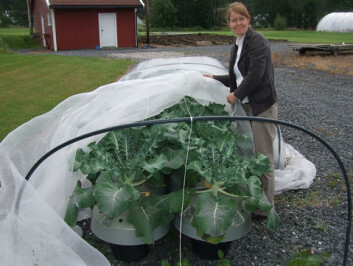 Fra feltforsøk med brokkoli utenfor Grimstad. Randi Seljåsen på bildet, har utviklet de spesielle pottene som brukes. (Foto: Siv Lene Skar, Bioforsk) Fra feltforsøk med brokkoli utenfor Grimstad. Randi Seljåsen på bildet, har utviklet de spesielle pottene som brukes. (Foto: Siv Lene Skar, Bioforsk)