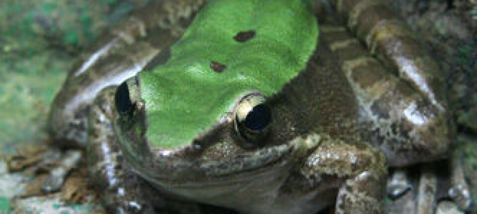 En av de illeluktede froskene under forskernes lupe; Odorrana livida. Wikimedia Commons