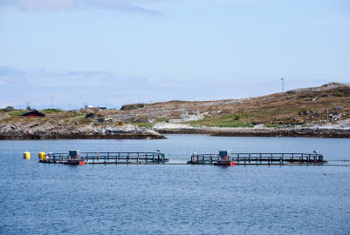 Lakseoppdrett. (Foto: iStockphoto) Lakseoppdrett. (Foto: iStockphoto)