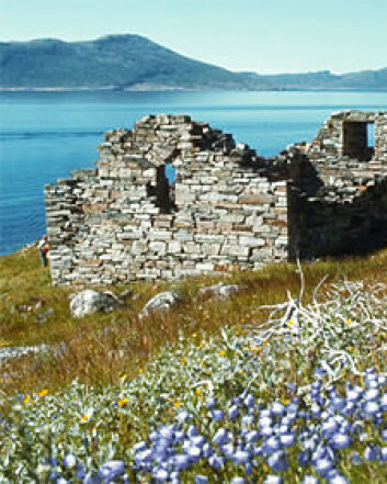 Hvalsey kirke er den best bevarte ruinen fra den norrøne bosettingen i Austerbygd. Kirken ble byget på 1300-tallet, om lag 350 år etter at Eirik Raude ”oppdaget” Grønland. Da kirken ble bygget var klimaet blitt såpass mye kjøligere at den nordligste bosettingen, Vesterbygd, var fraflyttet. (Foto: Kikki Kleiven) Hvalsey kirke er den best bevarte ruinen fra den norrøne bosettingen i Austerbygd. Kirken ble byget på 1300-tallet, om lag 350 år etter at Eirik Raude ”oppdaget” Grønland. Da kirken ble bygget var klimaet blitt såpass mye kjøligere at den nordligste bosettingen, Vesterbygd, var fraflyttet. (Foto: Kikki Kleiven)