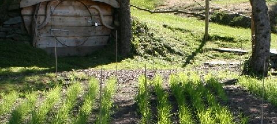 Spelt, emmer og naken bygg er kornsorter som ble dyrket i forhistorien. Nå spirer de i Botanisk hage i Stavanger. Ragnhild Nordahl Næss, UiS