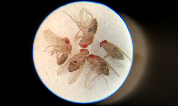 Forsøk: Bildene viser fruktfluen «drosophila melanogasterb» som er brukt i studien. Fluene med Werners syndrom er svakelige og lever kort. Forsøk: Bildene viser fruktfluen «drosophila melanogasterb» som er brukt i studien. Fluene med Werners syndrom er svakelige og lever kort.