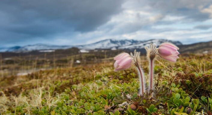 Mogop blomstrer straks etter at snøen har smeltet. Den er fylkesblomst for Oppland og et sikkert vårtegn på Dovrefjell. (Foto: Kai Jensen, NTB scanpix) Mogop blomstrer straks etter at snøen har smeltet. Den er fylkesblomst for Oppland og et sikkert vårtegn på Dovrefjell. (Foto: Kai Jensen, NTB scanpix)