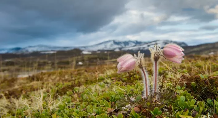 Mogop blomstrer straks etter at snøen har smeltet. Den er fylkesblomst for Oppland og et sikkert vårtegn på Dovrefjell. (Foto: Kai Jensen, NTB scanpix)