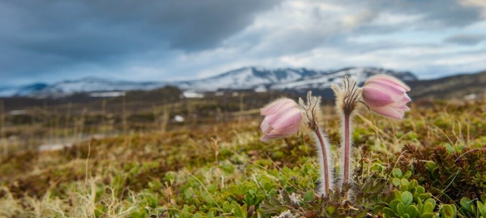 Mogop blomstrer straks etter at snøen har smeltet. Den er fylkesblomst for Oppland og et sikkert vårtegn på Dovrefjell. Kai Jensen, NTB scanpix
