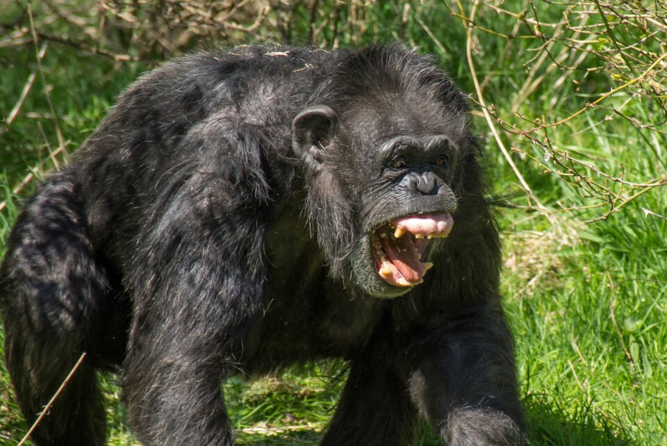 Sjimpanse som viser de kraftige kjevene. (Foto: Flickr/User:Colin)