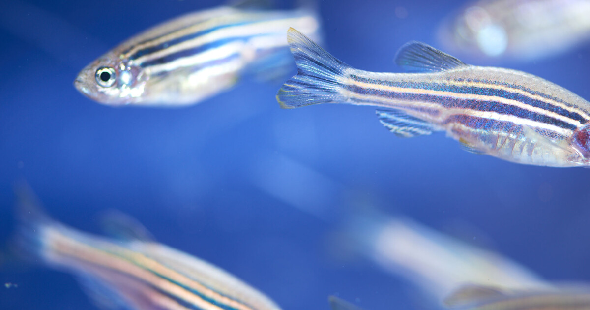 The fish helping scientists to understand the human brain
