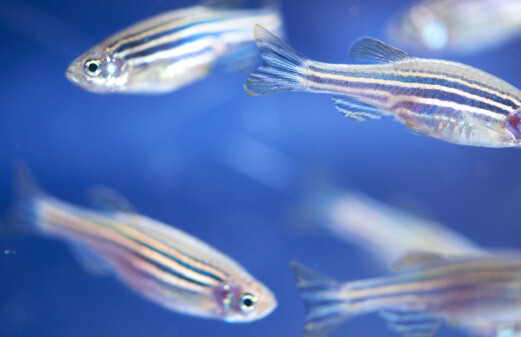 The fish helping scientists to understand the human brain