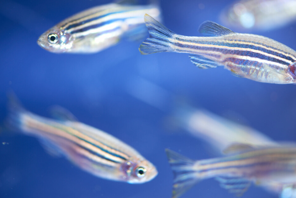 Around 70% of human genes have an equivalent in zebrafish.