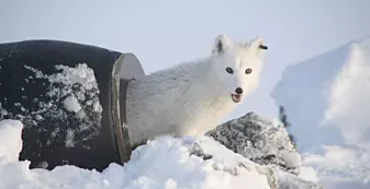 Norsk fjellrev og afrikansk villhund kan bli reddet