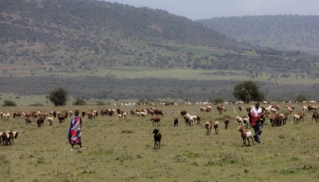 Lignende konflikter: Når villhunden tvinges ut av nasjonalparken kommer den i konflikt med masaier og beitedyrene deres. Mange konflikter knyttet til naturrestaurering er de samme, enten det er i Afrika, Europa på savannen eller på fjellet. Lignende konflikter: Når villhunden tvinges ut av nasjonalparken kommer den i konflikt med masaier og beitedyrene deres. Mange konflikter knyttet til naturrestaurering er de samme, enten det er i Afrika, Europa på savannen eller på fjellet.