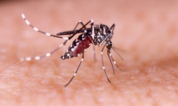 Kraftig summing rundt genmodifisert mygg i Brasil