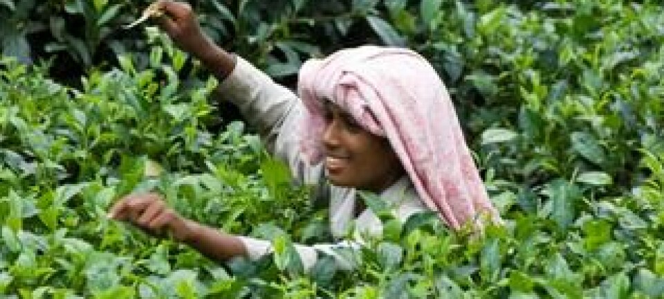 En ung tamilsk kvinne plukker te i Sri Lanka. Teplanter blir ofte sprøytet med plantevernmidler som dreper insekter og andre skadedyr. I Anuradhapura-distriktet sprøyter bøndene ofte en gang i uken, forteller Flemming Konradsen, fordi det er dette som blir anbefalt av produsentene. Colourbox