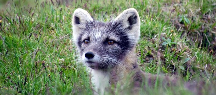 Fjellreven, med det latinske navnet Vulpes lagopus. (Foto: Håvard Rønning/CC) Fjellreven, med det latinske navnet Vulpes lagopus. (Foto: Håvard Rønning/CC)