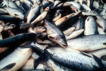 Norsk fisk har blitt for dyr for mange utenlandske kjøpere og Norge taper markedsandeler. (Illustrasjonsfoto: Colourbox.no)