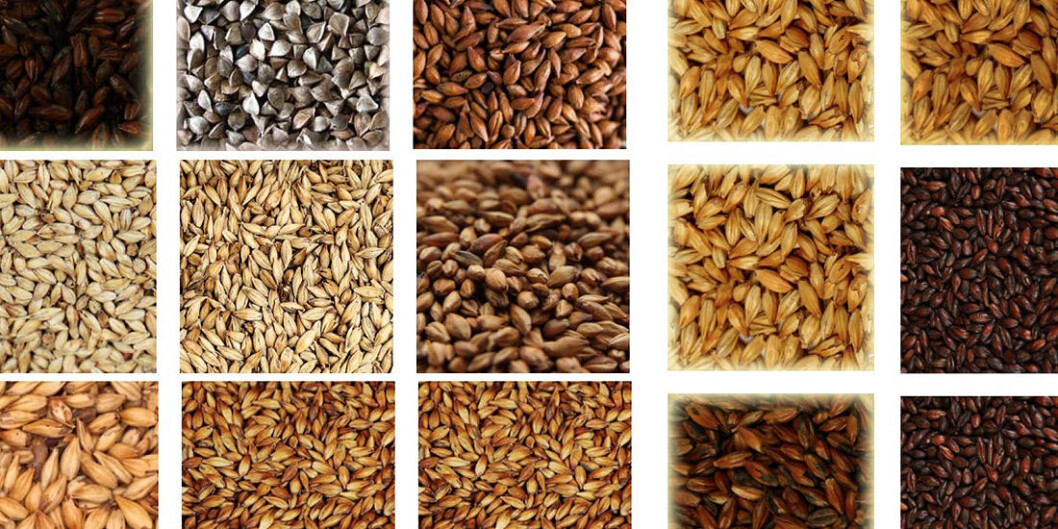 Beer can be made from many grains. Beer can be made from many grains.