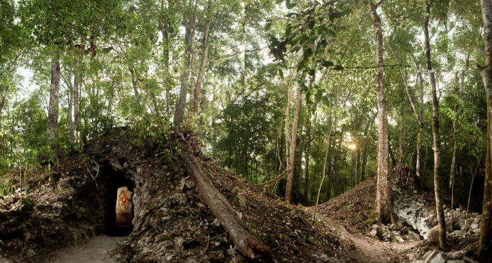 Haugen dekker et lite hus med veggmalerier fra 800-tallet. Huset står i utkanten av restene etter Xultún, en by som en gang hadde titusener av innbyggere. (Foto: Tyrone Turner 2012 National Geographic) Haugen dekker et lite hus med veggmalerier fra 800-tallet. Huset står i utkanten av restene etter Xultún, en by som en gang hadde titusener av innbyggere. (Foto: Tyrone Turner 2012 National Geographic)