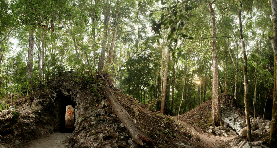 Haugen dekker et lite hus med veggmalerier fra 800-tallet. Huset står i utkanten av restene etter Xultún, en by som en gang hadde titusener av innbyggere. (Foto: Tyrone Turner 2012 National Geographic)