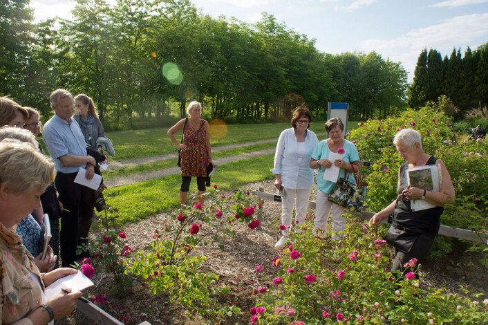 Omvisning for roseelskere i prøvedyrkingsfeltet på Ås. Helt til høyre: Unni Dahl Grue. (Foto: Arnfinn Christensen, forskning.no) Omvisning for roseelskere i prøvedyrkingsfeltet på Ås. Helt til høyre: Unni Dahl Grue. (Foto: Arnfinn Christensen, forskning.no)